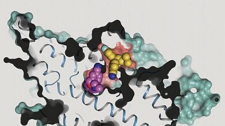 serotonin transporter