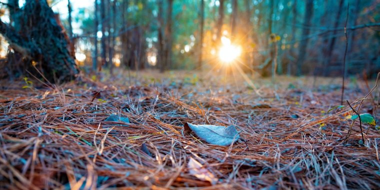 Turning pine needles from fire risk to renewable fuel