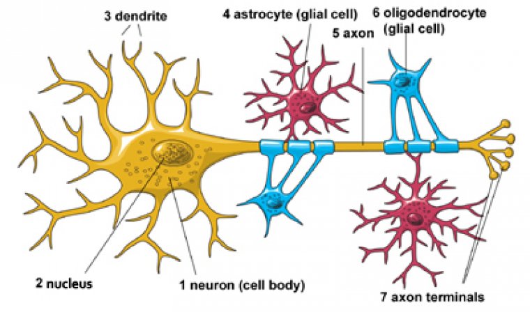 Neuron