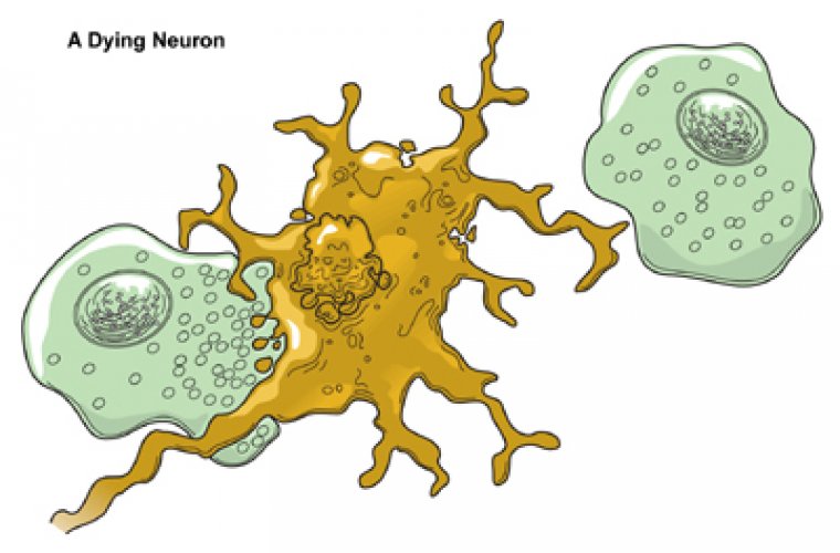 Neuron